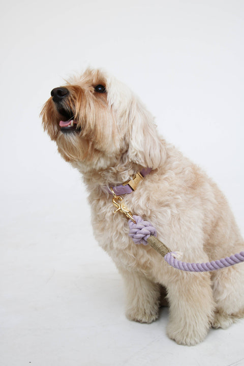 'Lavender' - Dog Collar