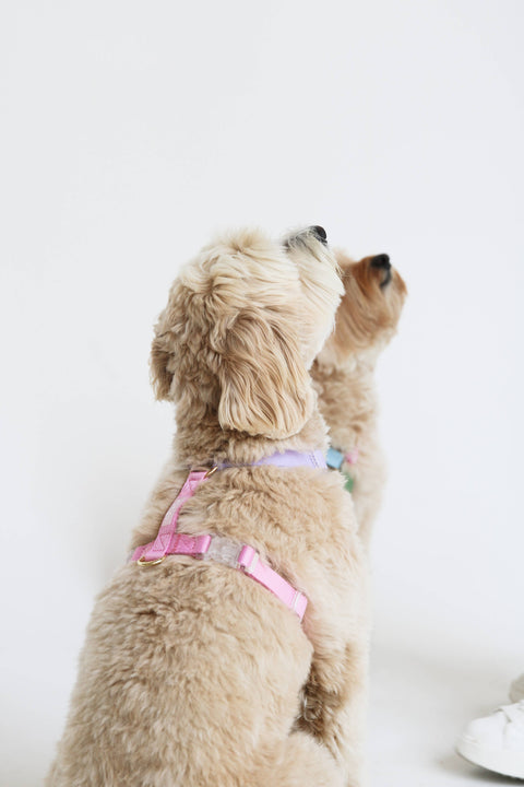 Unicorn - Dog Harness