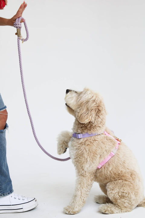 Unicorn - Dog Harness